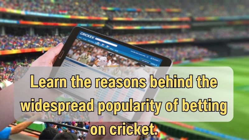 Learn the reasons behind the widespread popularity of betting on cricket.